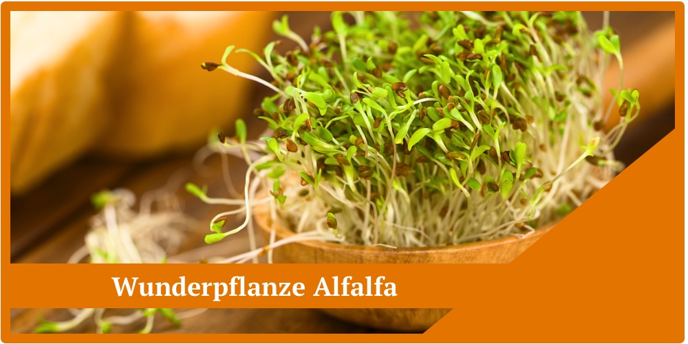 Wunderpflanze Alfalfa