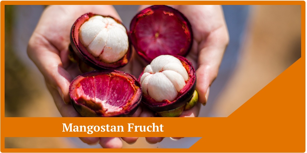 Die tropische Mangostan Frucht