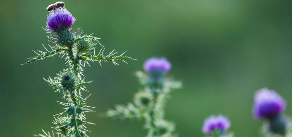 Mariendistel Pflanze